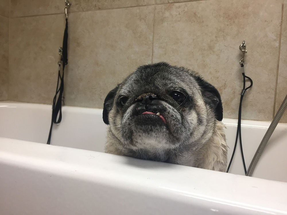 pug in bathtub